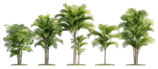 Row of palm trees in varying sizes