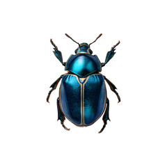 Shiny blue beetle photographed from above displaying vibrant coloration