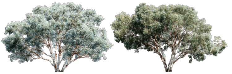 Two similar grayish-green trees against black background