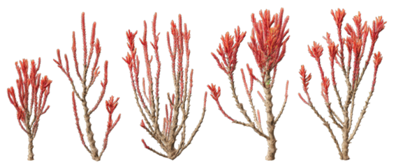 Cluster of  coral-like plants