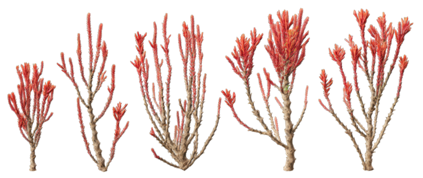 Cluster of  coral-like plants