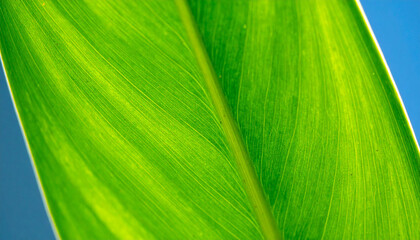 Green Leaf Against Sky: Detailed view of a vibrant green leaf, its intricate patterns and textures highlighted against a bright, clear sky.