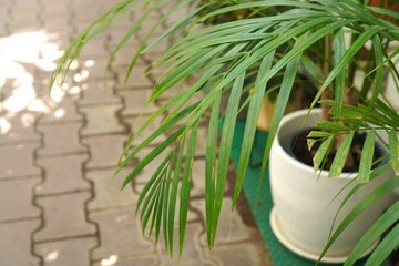 Obraz premium Close-up of vibrant green palm leaves extending from a white pot placed on a paved path, showcasing tropical foliage in an outdoor setting. Ideal for gardening or botanical themes.