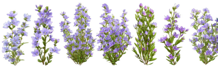 Cluster of light purple flowers on a dark background