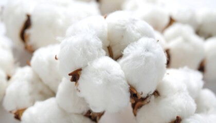 Fluffy Cotton Bolls Closeup.