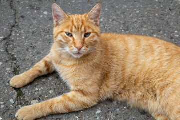 A close-up portrait of a ginger tabby cat with green eyes, lying relaxed on a concrete or asphalt surface. The cat has a calm and peaceful expression