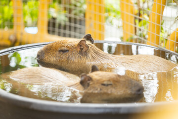 Two brown capybaras soaking in water on a calm pond evening time before sunset in the zoo
