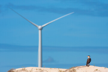 CARCARÁ COM TORRE DE ENERGIA EÓLICA AO FUNDO © jose