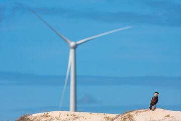 CARCARÁ COM TORRE DE ENERGIA EÓLICA AO FUNDO © jose