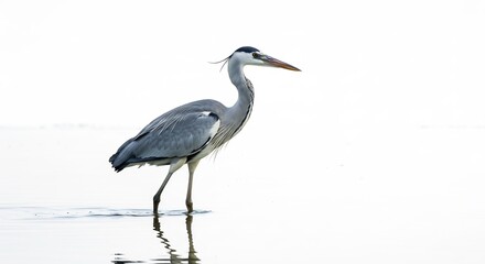 Obraz premium 静寂水面を歩く灰色鷺 優雅なシルエット 白背景. AI Generated