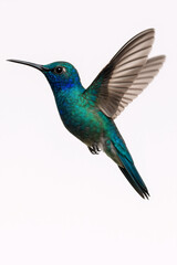 Obraz premium Flight of the Hummingbird