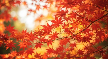 陽光に照らされる紅葉したモミジ