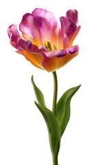 Single Purple-Orange Tulip Bloom Isolated, Spring, White Background, Botanical Illustration, Floral Design