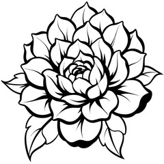 Peony Bloom Illustration