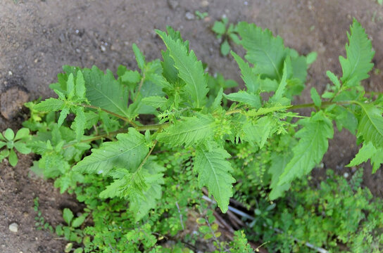The leaves of the Santa Maria herb (Dysphania ambrosioides) in the backyard