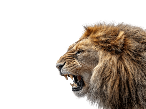 Roaring male lion head in profile view showing expressive facial features