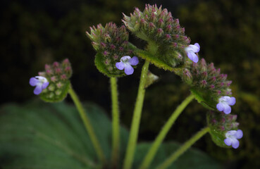 Epithema ceylanicum Gardner, a herbaceous plant in the family Gesneriaceae.