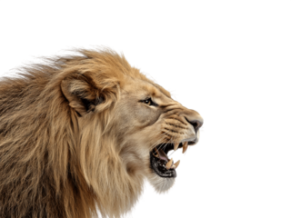 Roaring male lion head in profile view showing expressive facial features