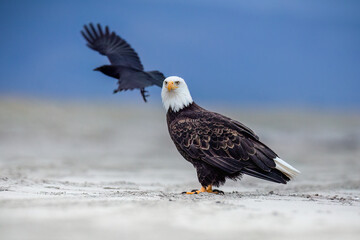 Adult Bald Eagle