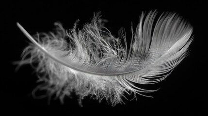 Delicate white feather softly floating against a pure black background. Intricate textured details of fluffy barbs and fine vanes highlight natural lightness.