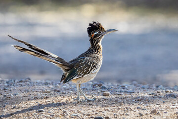Greater Roadrunner