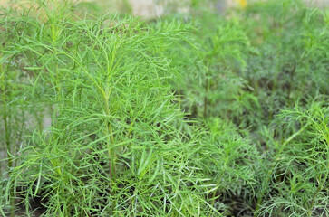 Cosmos foliage (Cosmos concolor sherff) growing in the backyard