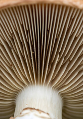 Close-up of Mushroom Gills Texture