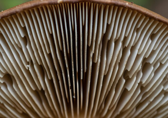 Close-up of Mushroom Gills Texture (landscape) 