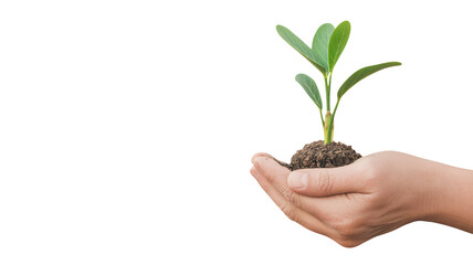 Sapling in hand, nurture growth and environmental care now