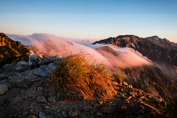 長野県白馬朝日に照らされる草
