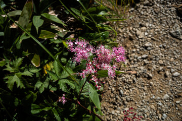 長野県白馬シモツケソウ