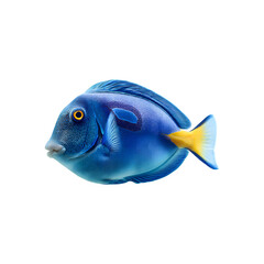 Naklejka premium Blue tang fish in close-up animal photography