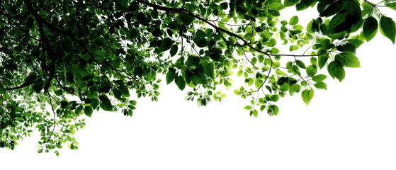 Lush green foliage hangs from branches