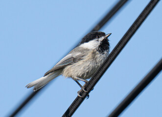 Fototapeta premium Adorable black capped chickadee