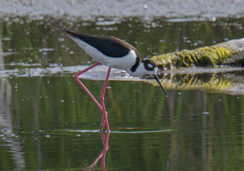 Black necked stilt wading in calm water