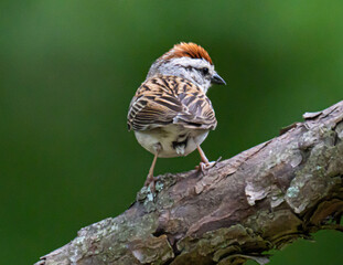 Adorable chopping sparrow standing in a tree