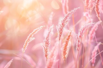 Beautiful meadow with colorful wildflowers. Floral background