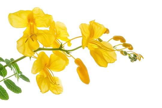 Senna Flower isolated on white background.