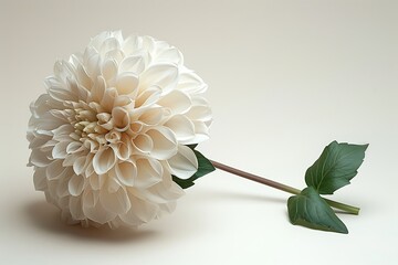 Snowball Flower isolated on white background.