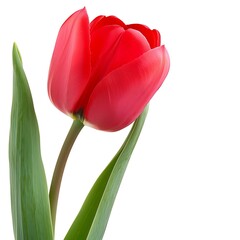 Tulip Flower isolated on white background.close up.