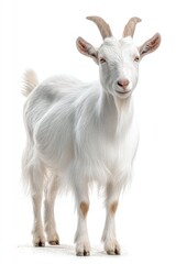 Obraz premium White goat posing with horns on white background