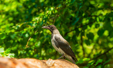 portrait of a young wild crow