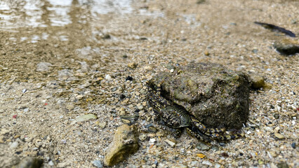 Camouflaged crab blending with sandy beach near the waterline, showing natural wildlife adaptation.