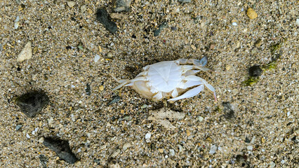 White crab shell resting on sandy beach with small rocks and natural textures.