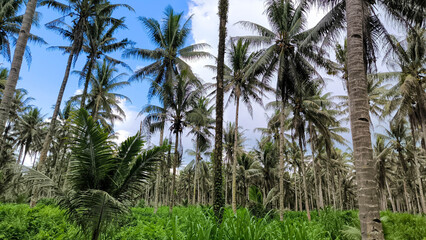 Coconut tree plantation with tall palms and green grass under clear sky. Tropical landscape symbolizing agriculture, nature, and summer travel destinations.