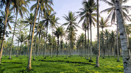 Coconut tree plantation with tall palms and green grass under clear sky. Tropical landscape symbolizing agriculture, nature, and summer travel destinations.