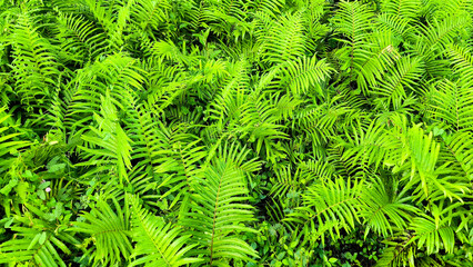 Lush green fern leaves forming a dense natural background in a tropical environment.