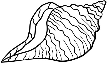 Horse Conch Vector Outline Line Art Drawing