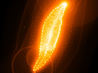 leaf