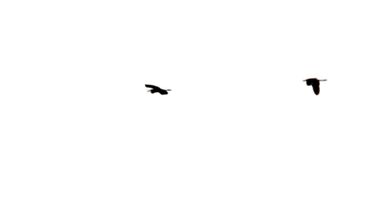 Egret Flying (Ardea alba) Isolated on a White Background with Copy Text Space. Elegant Bird Element for Wildlife Posters, Nature Themes, and Creative-Inspired Designs. PNG File